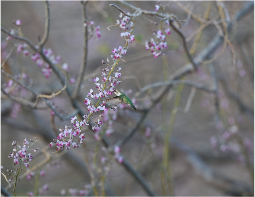Hummingbird Desert Blossoms