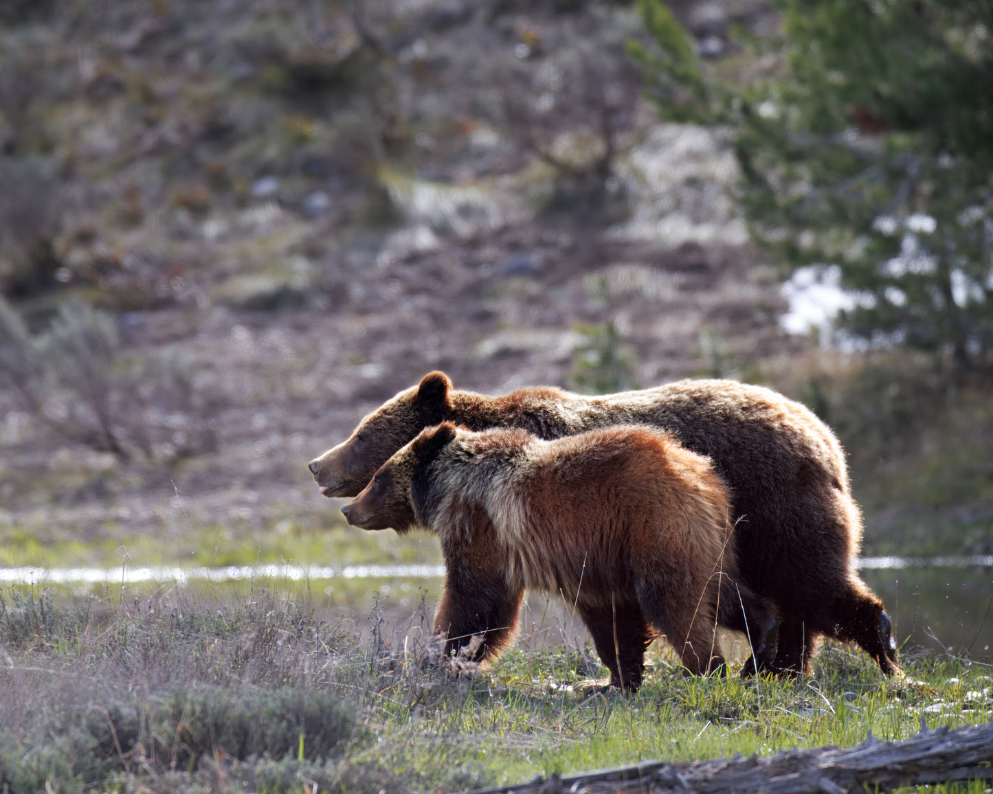 Grizzly Bear 399 and Spirit JPEG Download