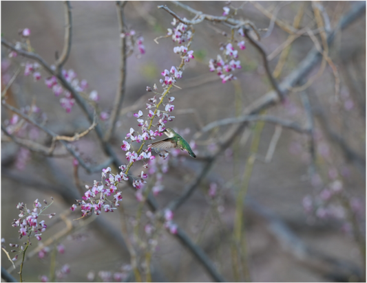 Hummingbird Desert Blossoms